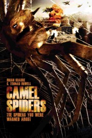 Camel Spiders Camel Spiders